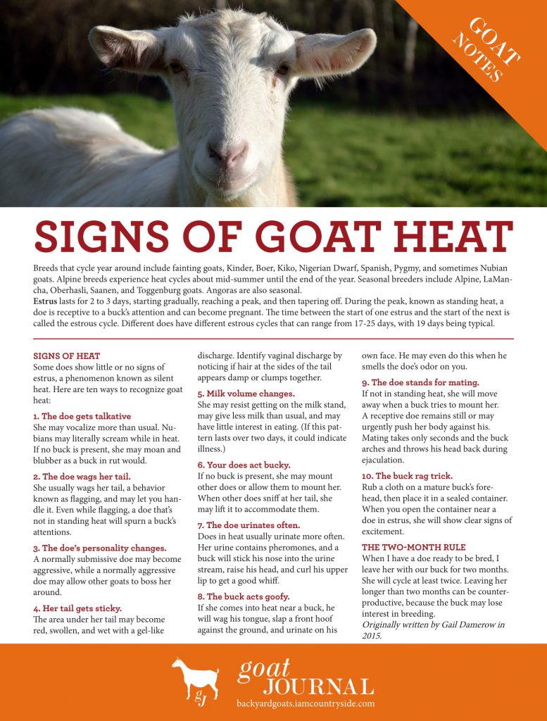 Signs of Goat Heat Backyard Goats